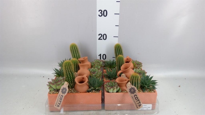 <h4>Arr.  Cactus L%</h4>