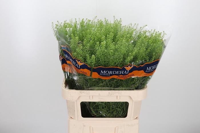 <h4>Lepidium Green Bell</h4>