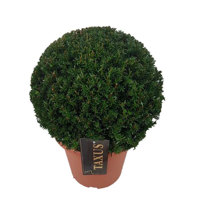 <h4>Taxus baccata</h4>