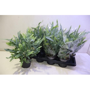 arr8 Phlebo A Blue Star