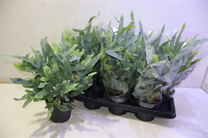 <h4>arr8 Phlebo A Blue Star</h4>