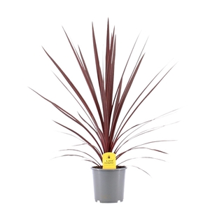 Cordyline Australis Red Star - 17cm