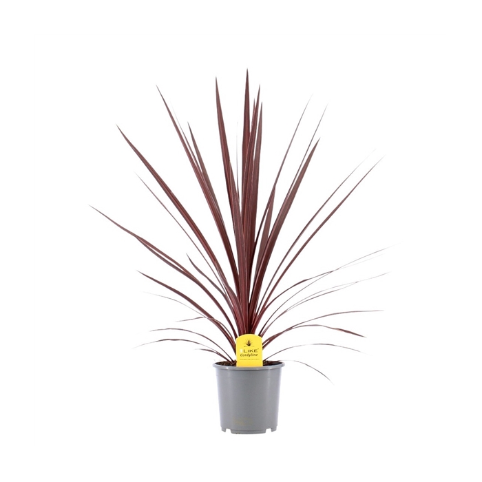 <h4>Cordyline Australis Red Star - 17cm</h4>