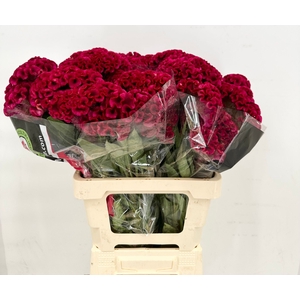 Celosia Cristata Bombay Dark Red