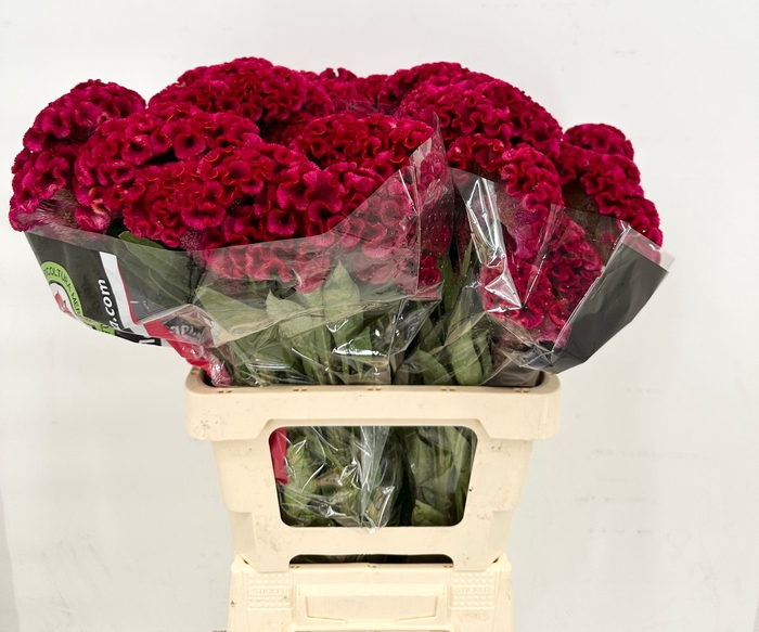 <h4>Celosia Cristata Bombay Dark Red</h4>