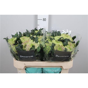 Chr G Ross Charlotte