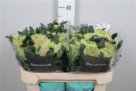 Chr G Ross Charlotte