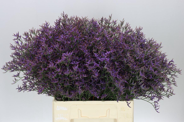 <h4>Lim. Saf Dark Blue</h4>