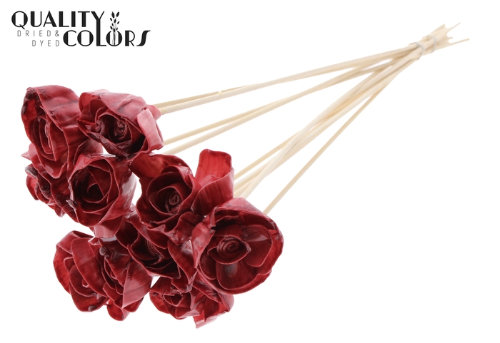 Shola Dear Holly 6cm on stem Wax Burgundy