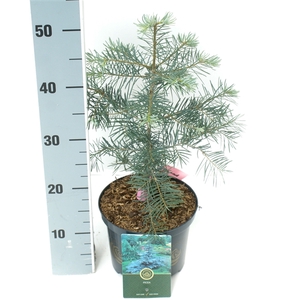 Abies concolor