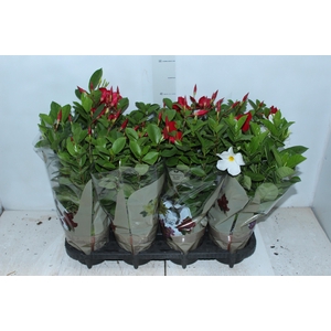 DIPLADENIA PICOLI P14 VARIADO