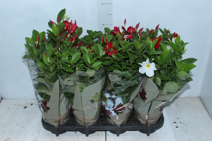 <h4>DIPLADENIA PICOLI P14 VARIADO</h4>