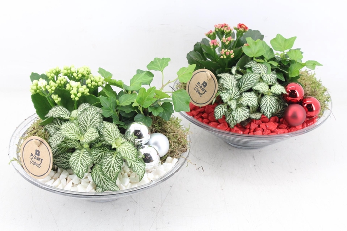 <h4>arr2 PL - Glas schaal 23cm - rood/wit</h4>