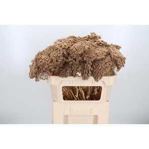 Ammi Zaad Kl Bh Antiek Goud