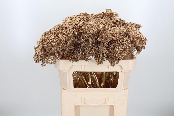 <h4>Ammi Zaad Kl Bh Antiek Goud</h4>