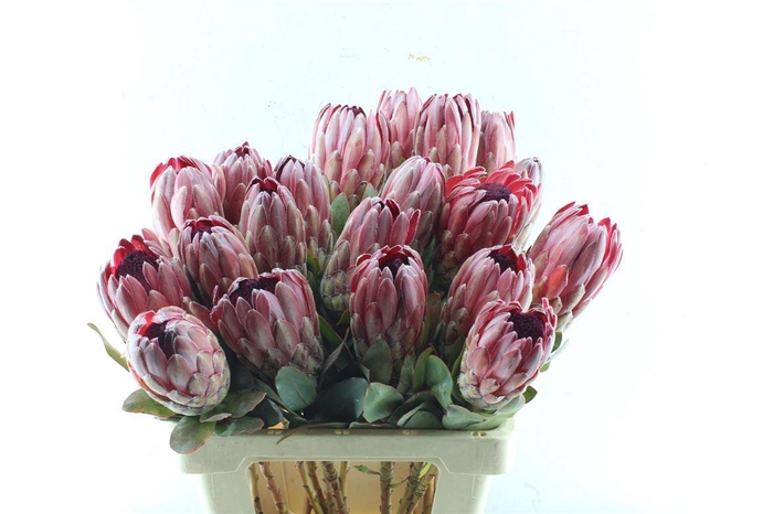 <h4>Protea Sharonet</h4>