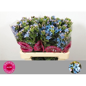 Oxypetalum Tanioka Pure Blue