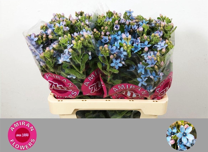 <h4>Oxypetalum Tanioka Pure Blue</h4>