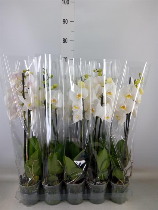 <h4>Phalaenopsis   ...</h4>