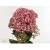 SEDUM SP CARL
