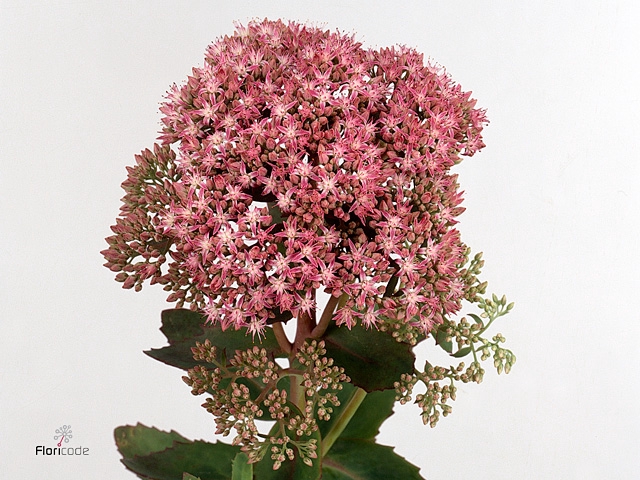 SEDUM SP CARL