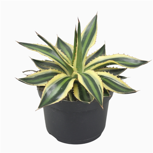 <h4>Agave lophanta `Quadricolour` 13 cm</h4>
