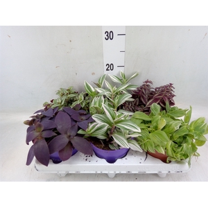 Tradescantia   ...mix