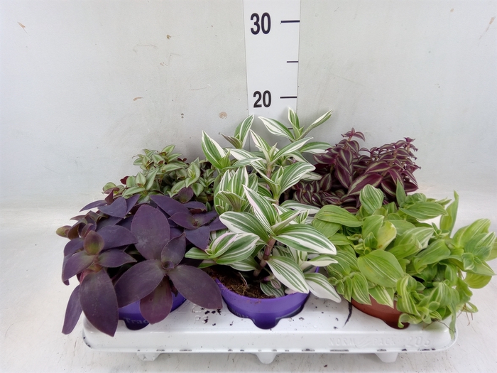 <h4>Tradescantia   ...mix</h4>