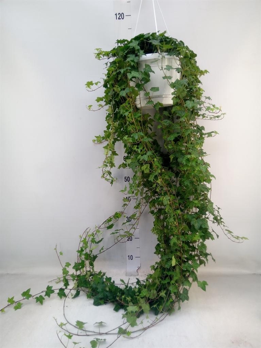 <h4>Hedera helix 'Pittsburgh'</h4>