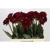Dahlia Red Runner