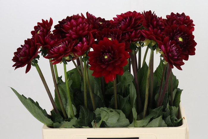 <h4>Dahlia Red Runner</h4>