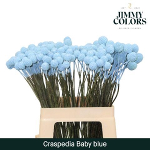 Craspedia L60 Light blue