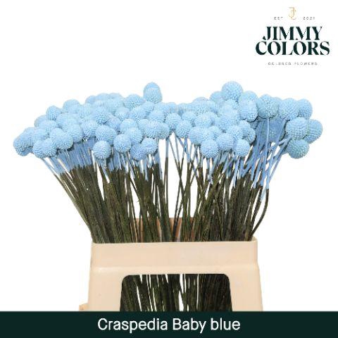 <h4>Craspedia L60 Light blue</h4>
