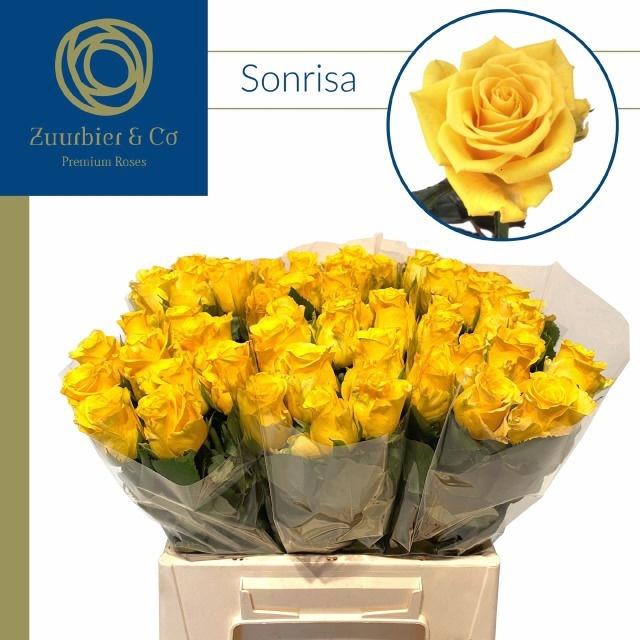 <h4>R GR SONRISA</h4>