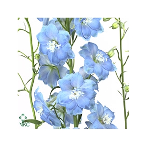 Delphinium Boy