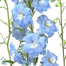 <h4>Delphinium Boy</h4>