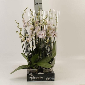 Phalaenopsis   ...rose