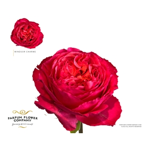 Rosa Garden Windsor Charme+