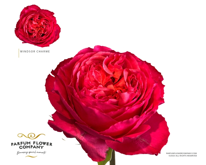 <h4>Rosa Garden Windsor Charme+</h4>