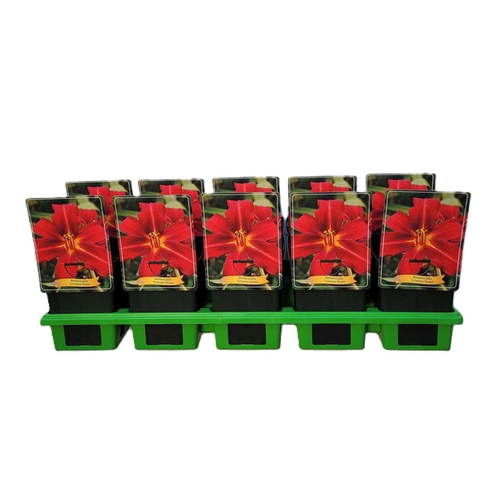 Hemerocallis Crimson Pirate