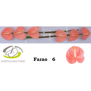 ANTH A FARAO
