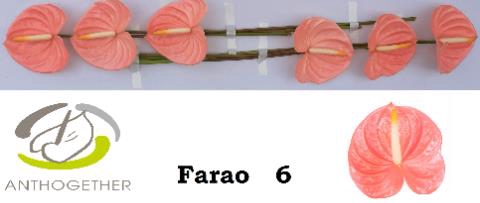 <h4>ANTH A FARAO</h4>