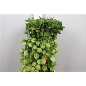 Physalis Lampion Tak