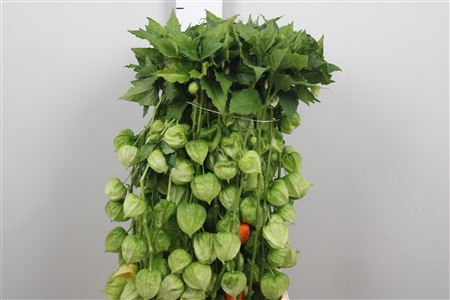 <h4>Physalis Lampion Tak</h4>