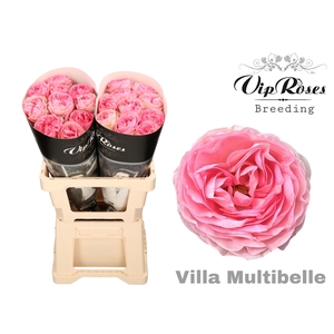 R GR VILLA MULTIBELLE