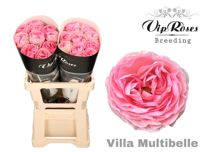 <h4>R GR VILLA MULTIBELLE</h4>