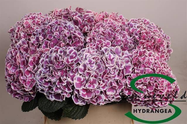 <h4>HYDR M MAG R HARL BL</h4>
