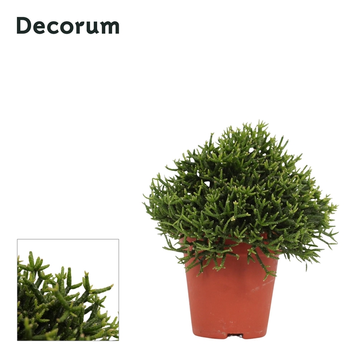 <h4>Hatiora salicornioides 9 cm Decorum</h4>