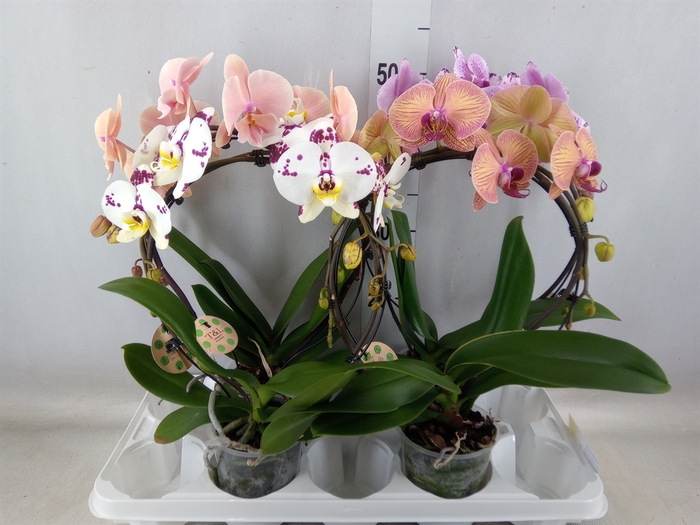 <h4>Phalaenopsis   ...</h4>