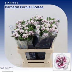 Dianthus Barbatus Purple Picotee